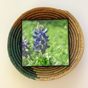🌿🪻 4x4 Bluebonnet Print in Simple Frame